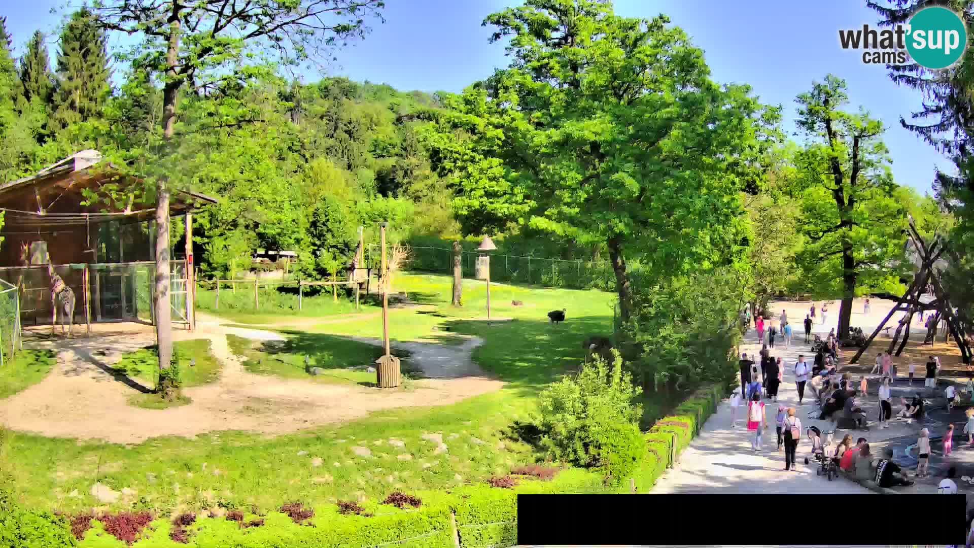 Webcam Zoo Ljubljana – Giraffes