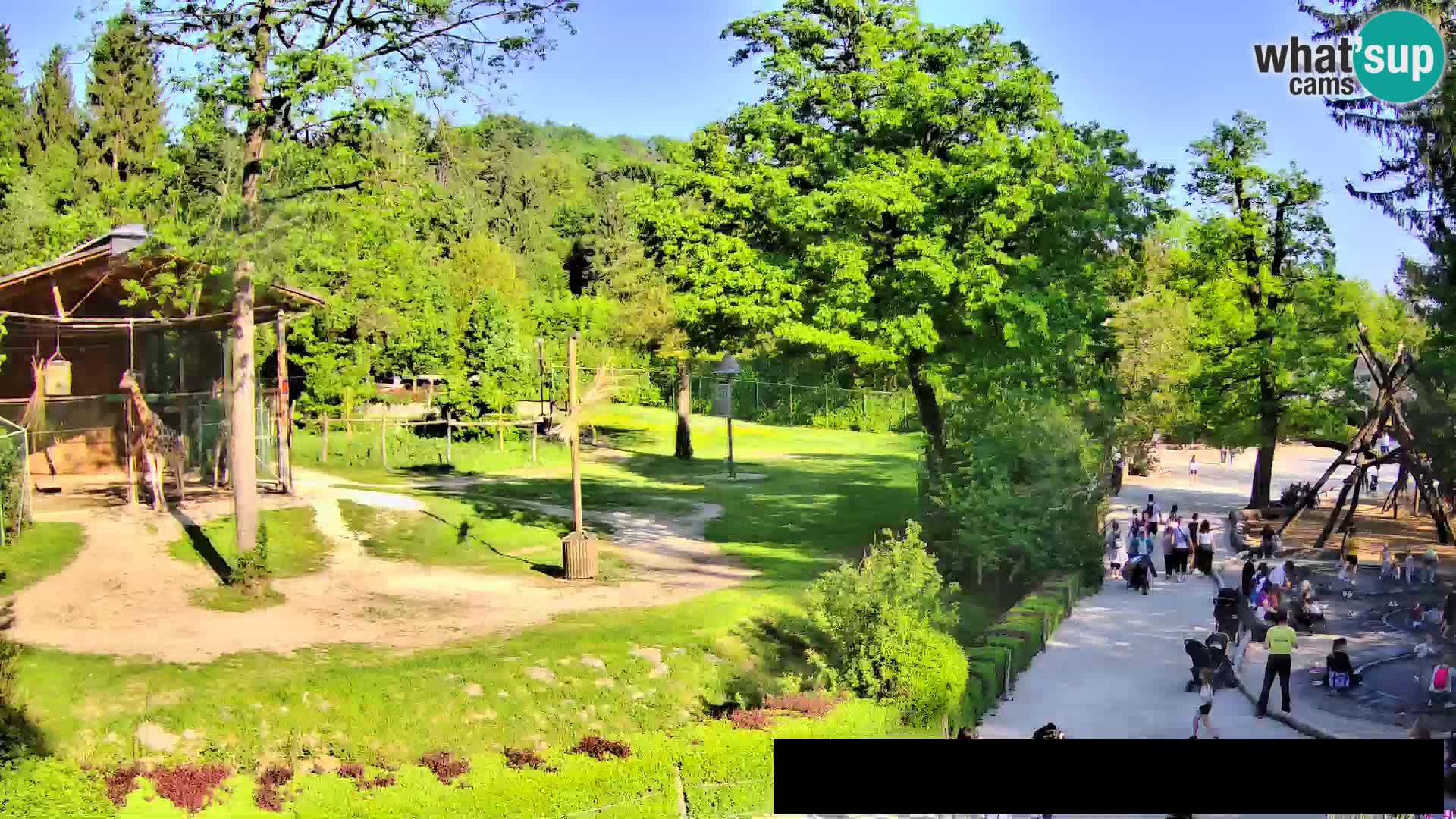 Webcam Zoo Ljubljana – Giraffes