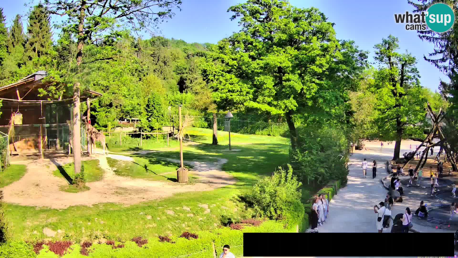 Web kamera Zoo Ljubljana – Žirafe