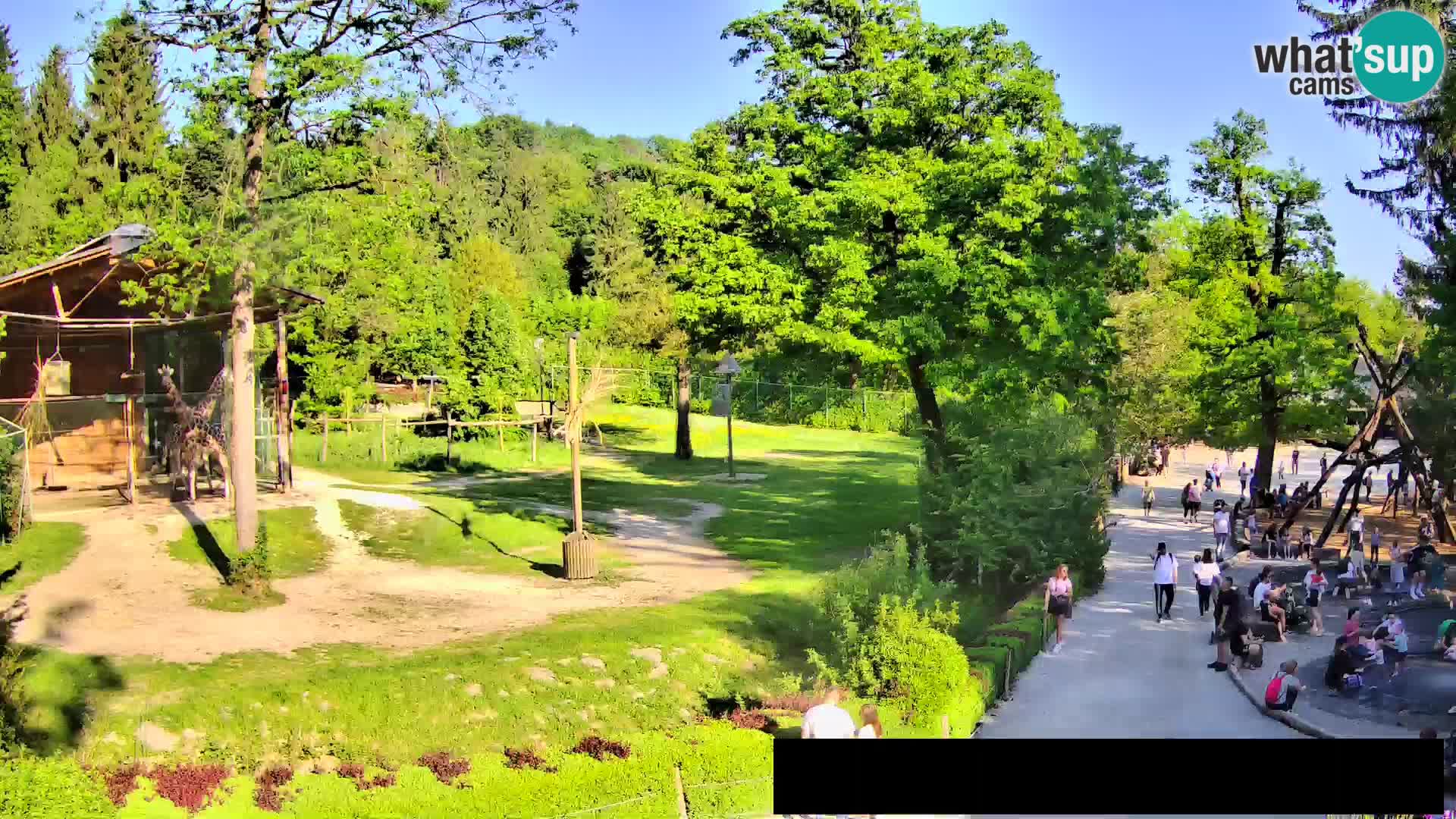 Webcam Zoo Ljubljana – Giraffes