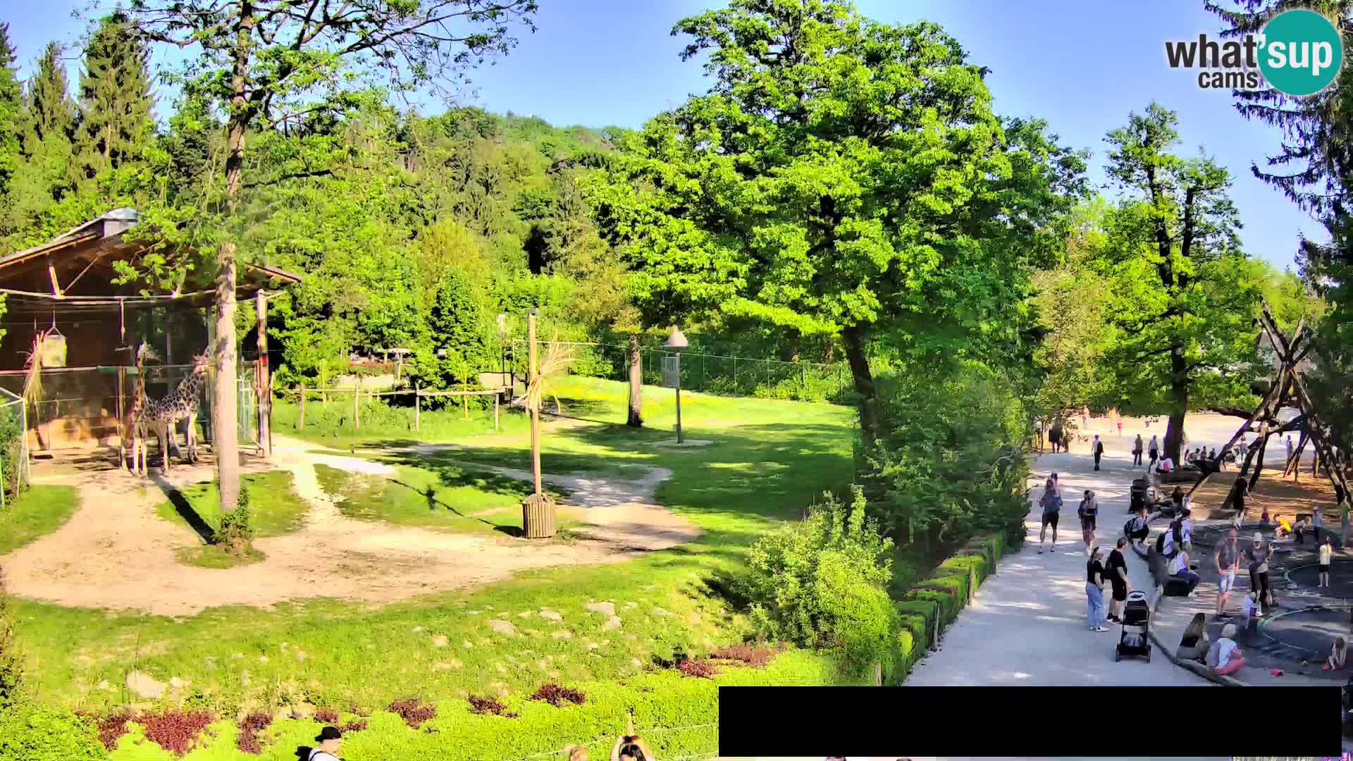 Webcam Zoo Ljubljana – Giraffes