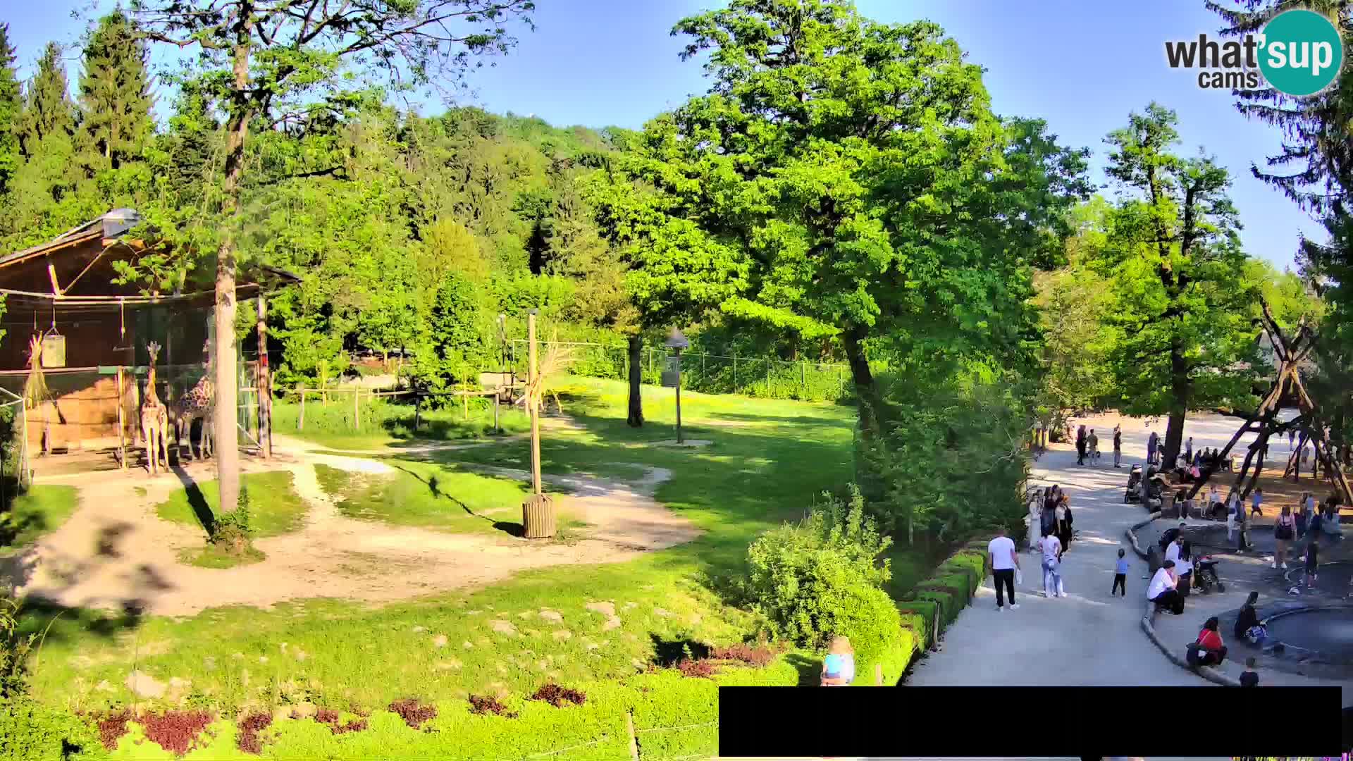 Webcam live Zoo Lubiana – Giraffe
