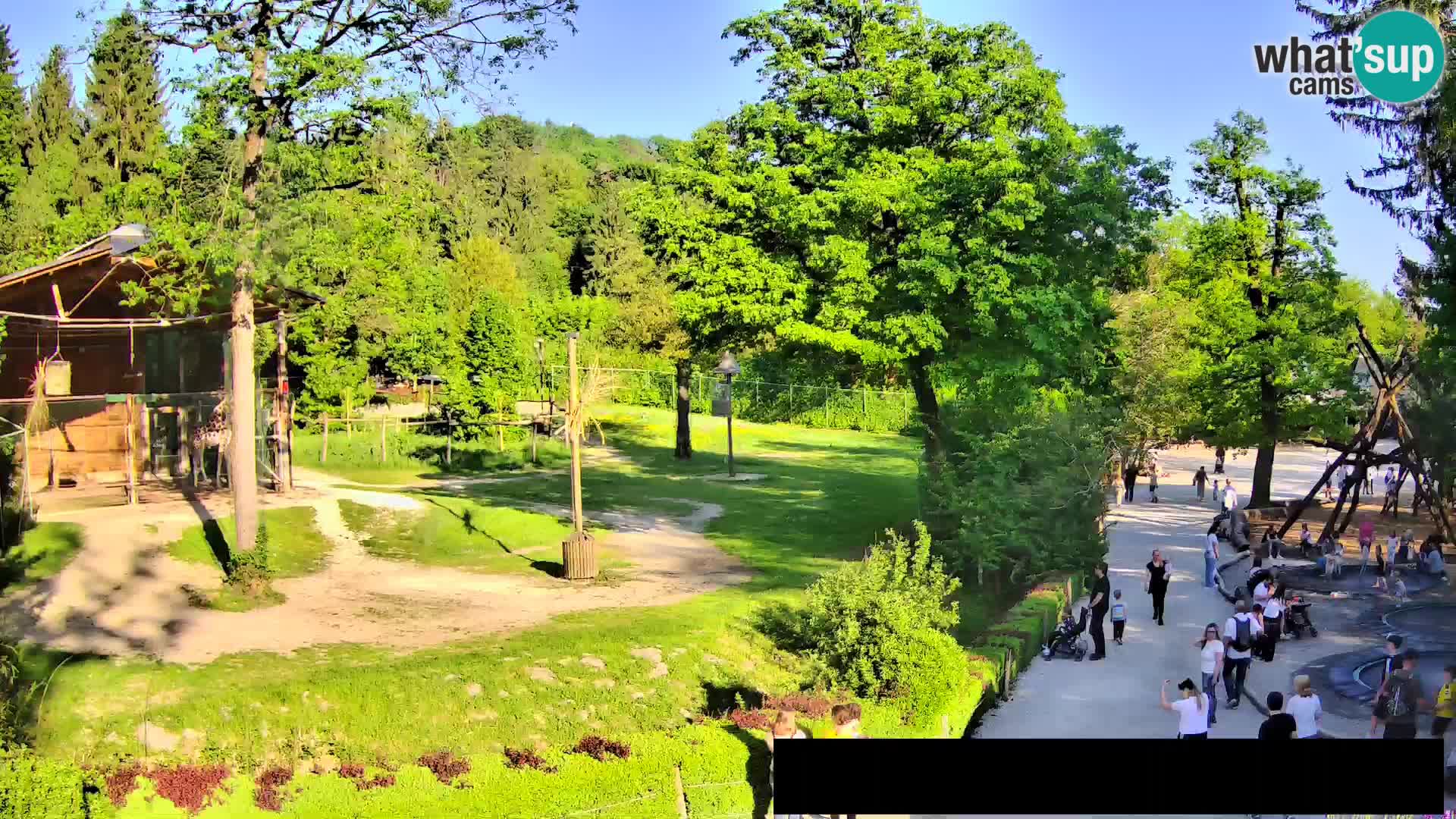 Web kamera Zoo Ljubljana – Žirafe