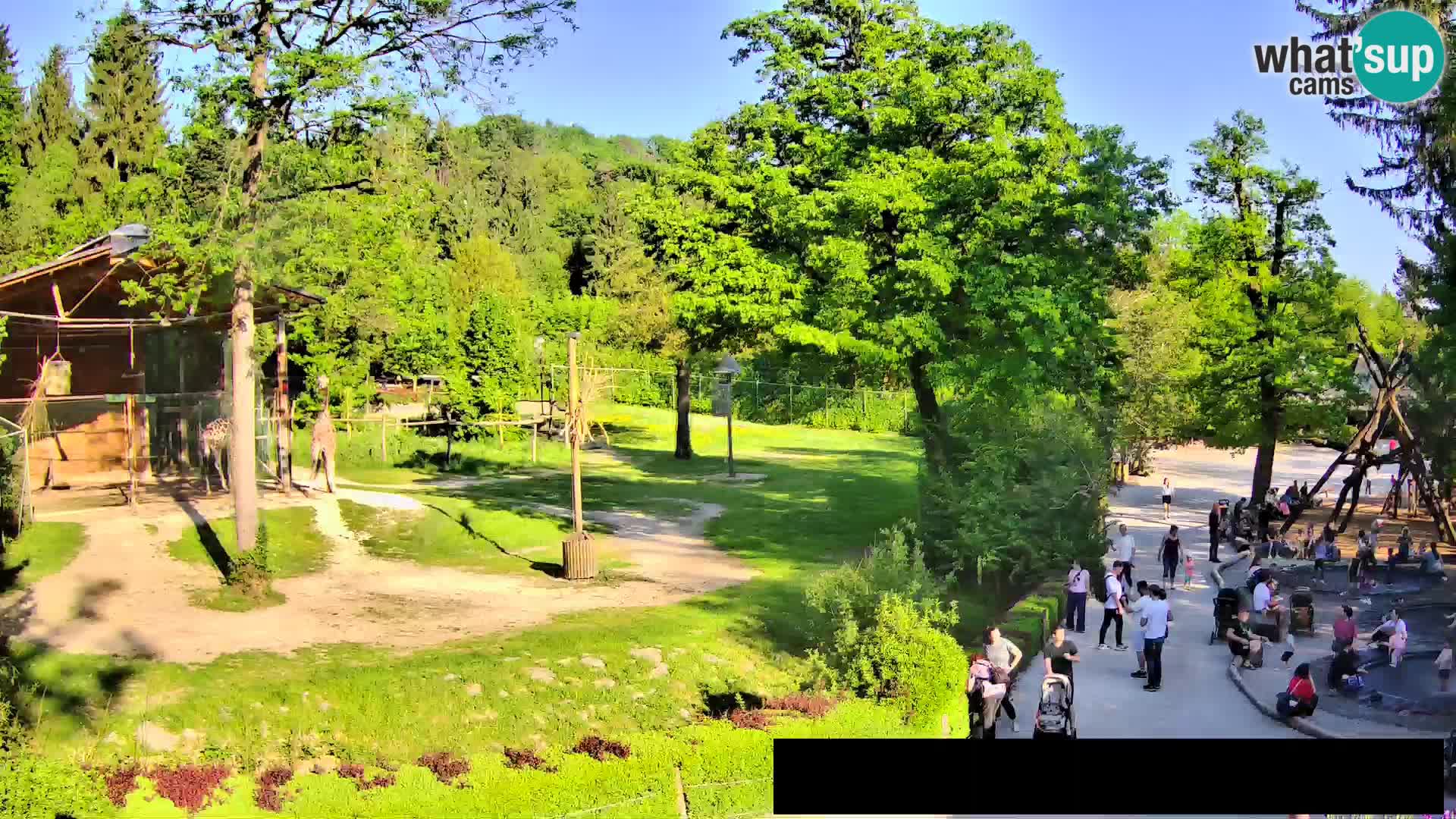 Web kamera Zoo Ljubljana – Žirafe