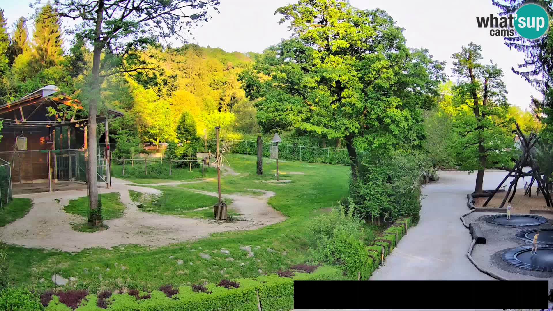 Webcam Zoo Ljubljana – Giraffen