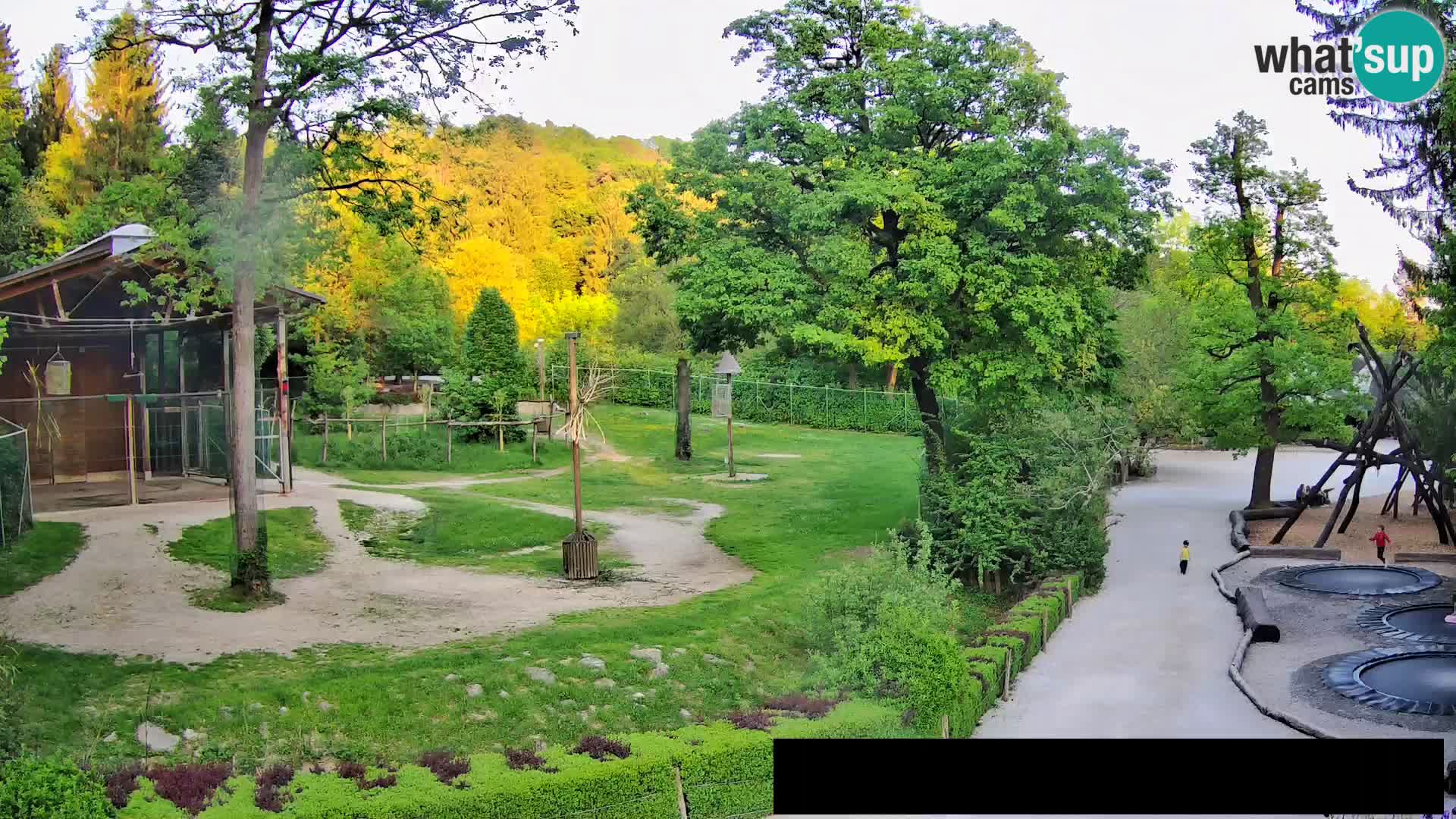 Webcam Zoo Ljubljana – Jirafas