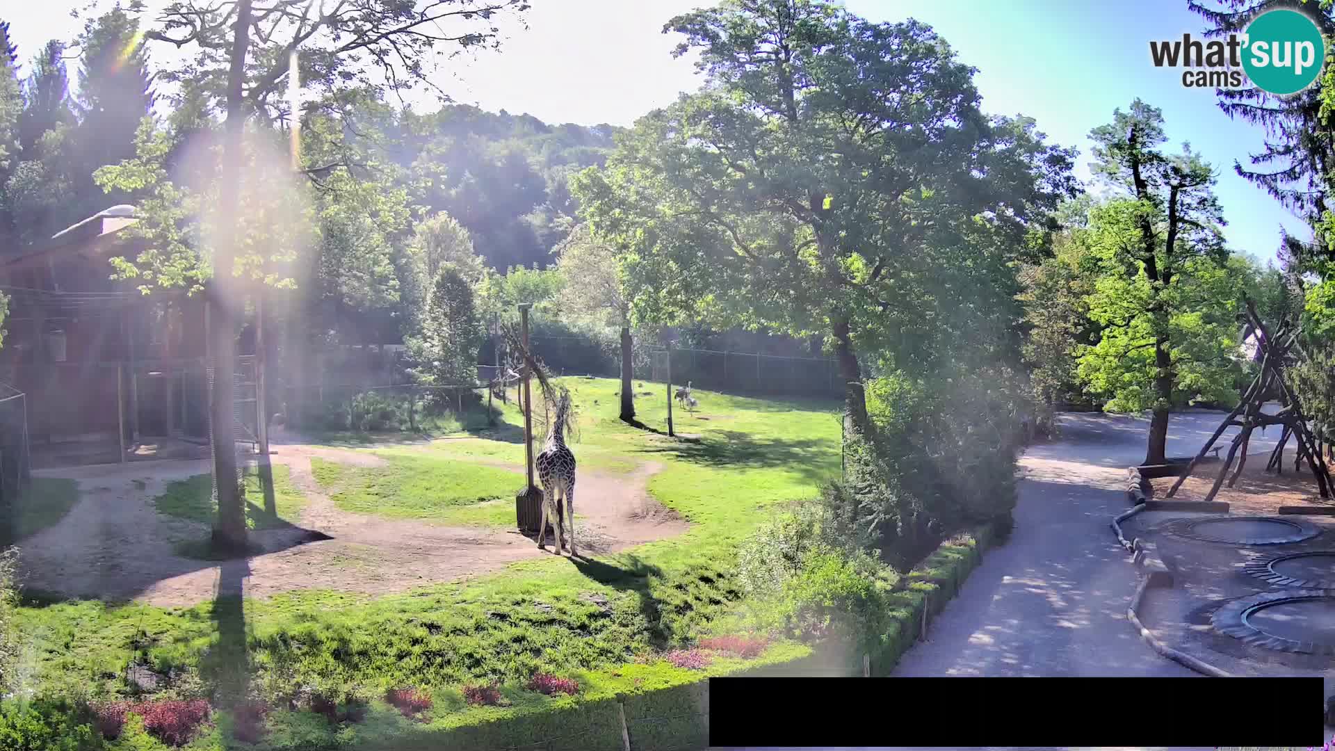 Webcam Zoo Ljubljana – Giraffes