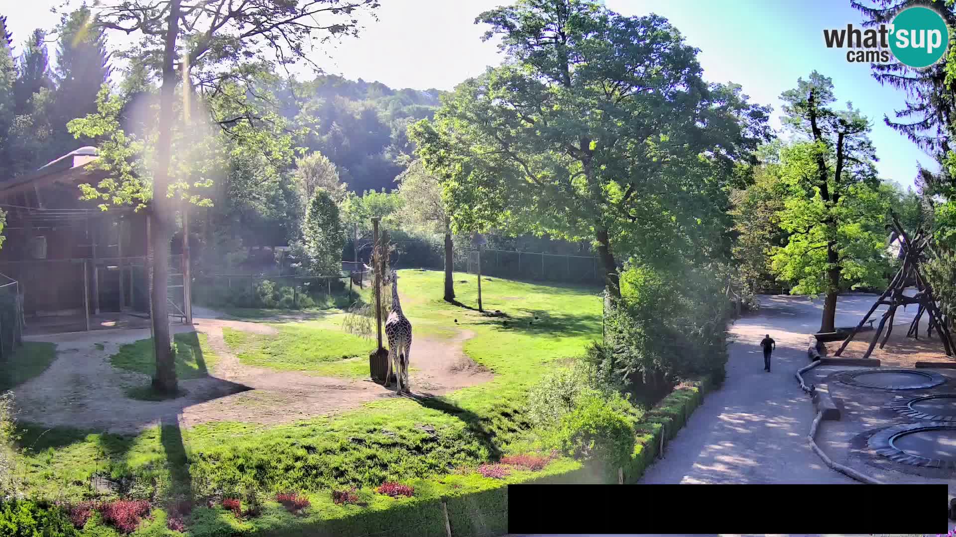 Webcam Zoo Ljubljana – Jirafas