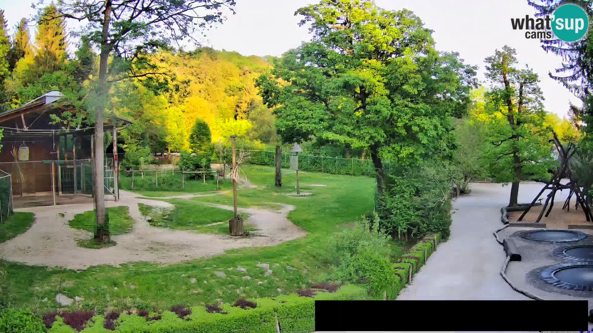 Webcam Zoo Ljubljana – Jirafas