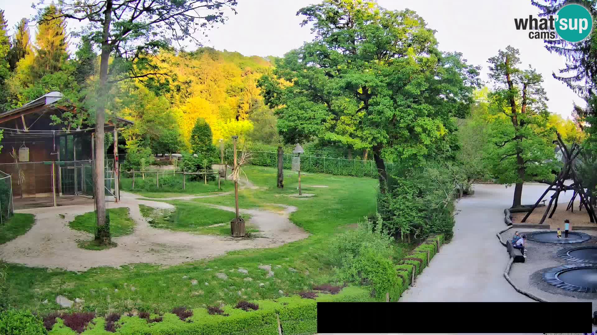 Webcam Zoo Ljubljana – Giraffes