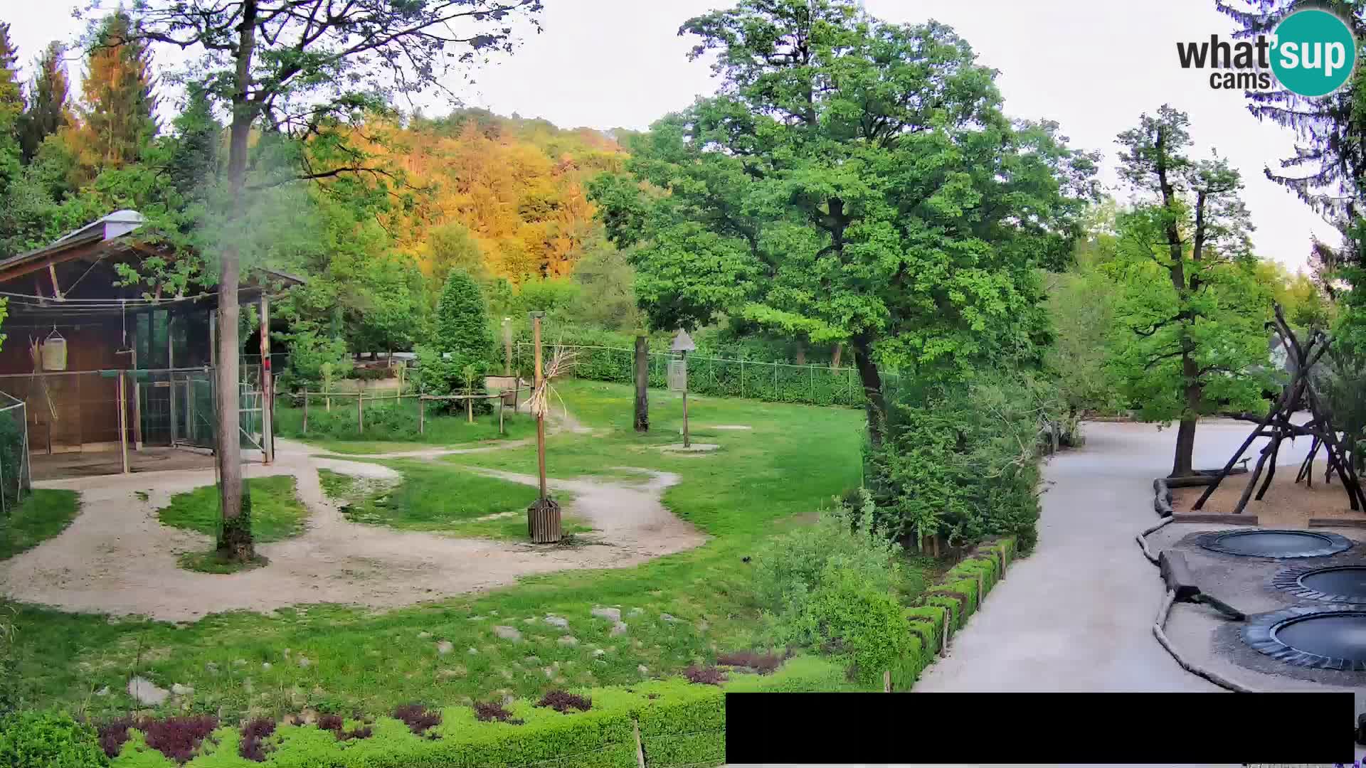 Webcam Zoo Ljubljana – Jirafas