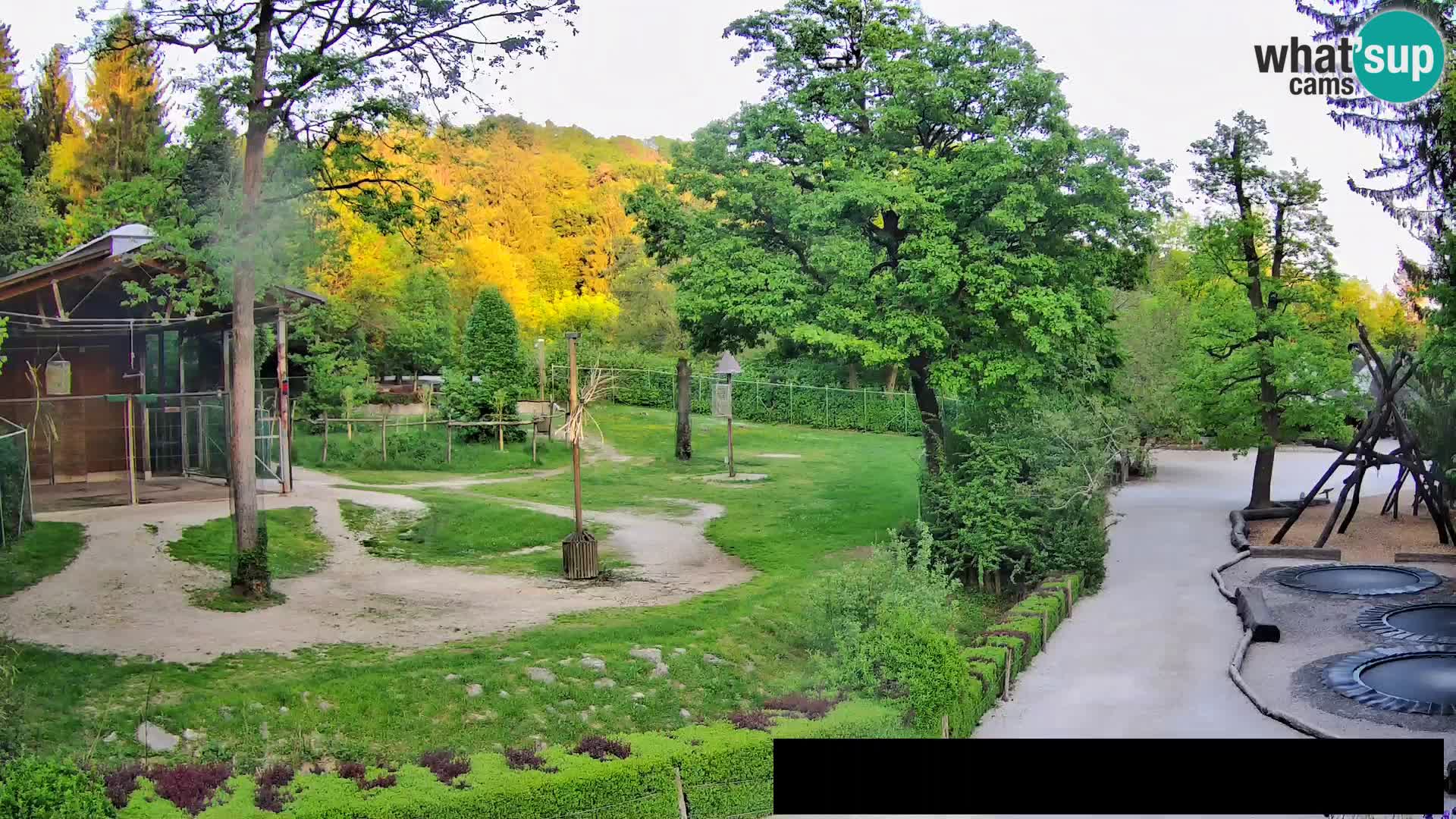 Webcam Zoo Ljubljana – Jirafas