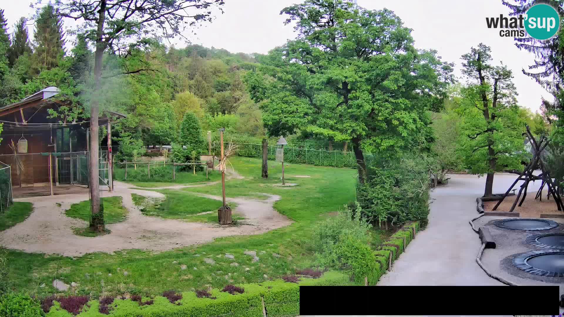 Webcam live Zoo Lubiana – Giraffe