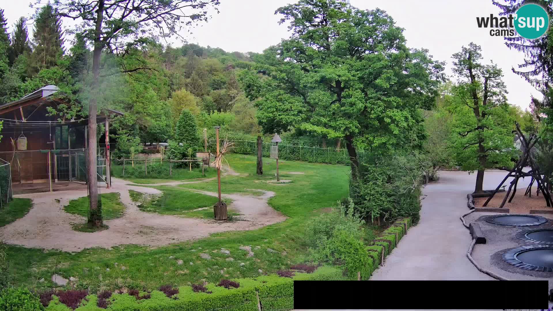 Webcam Zoo Ljubljana – Giraffes