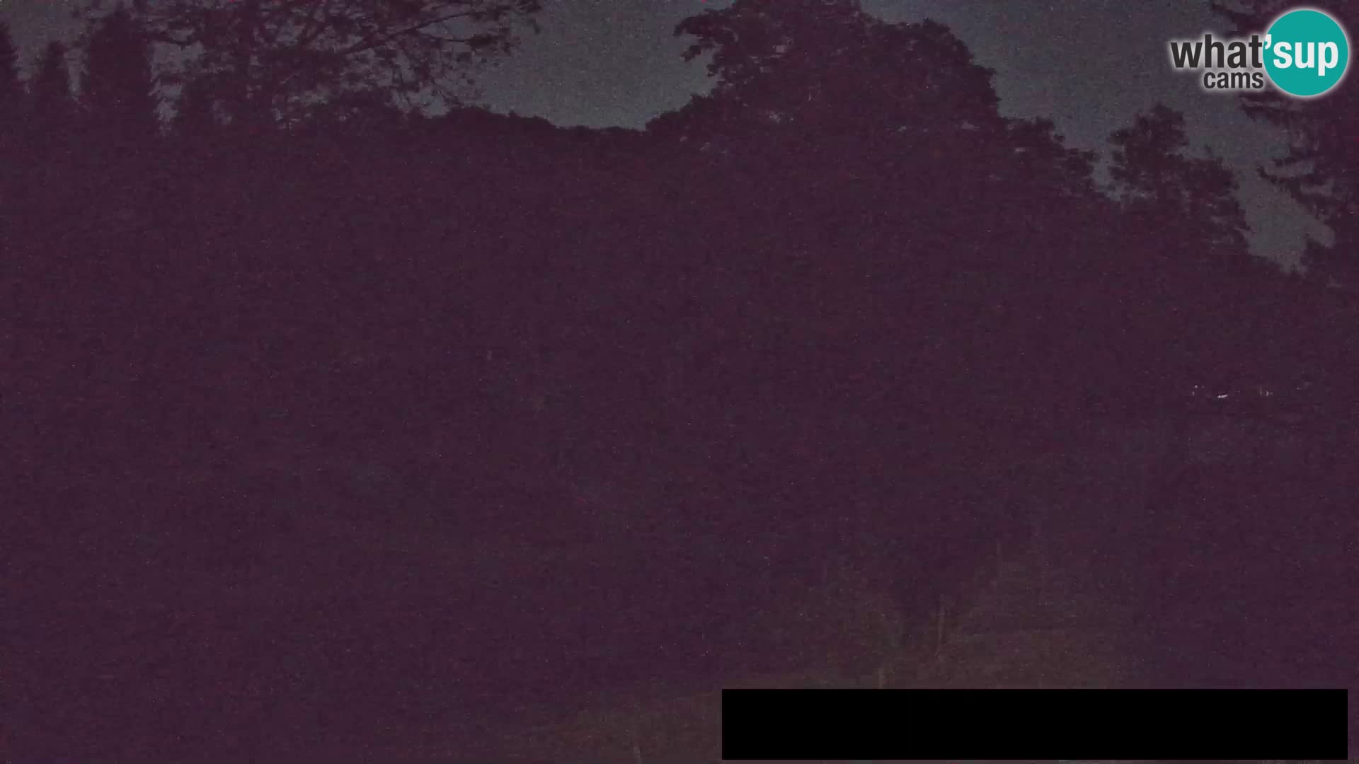 Webcam live Zoo Lubiana – Giraffe