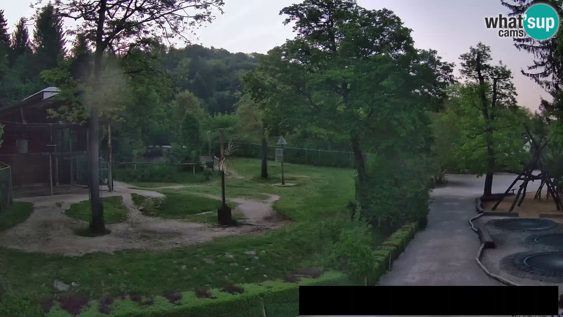 Webcam Zoo Ljubljana – Giraffes
