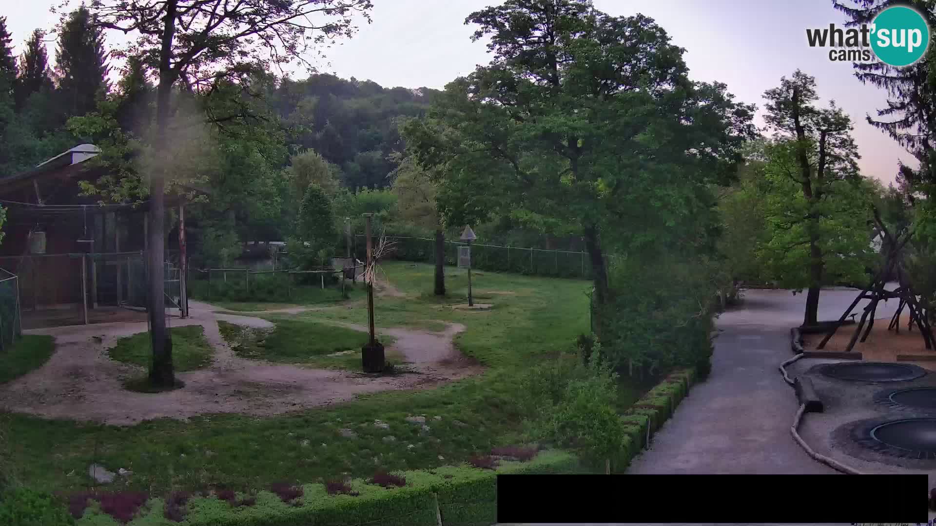 Webcam Zoo Ljubljana – Giraffes