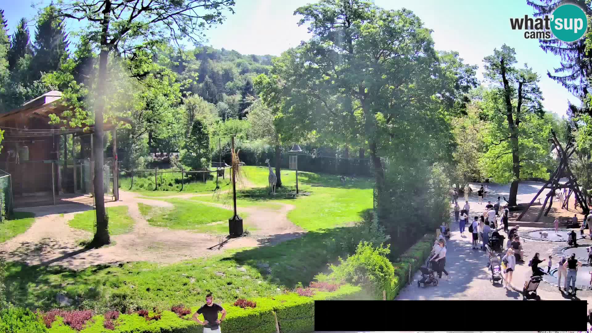 Webcam Zoo Ljubljana – Giraffes