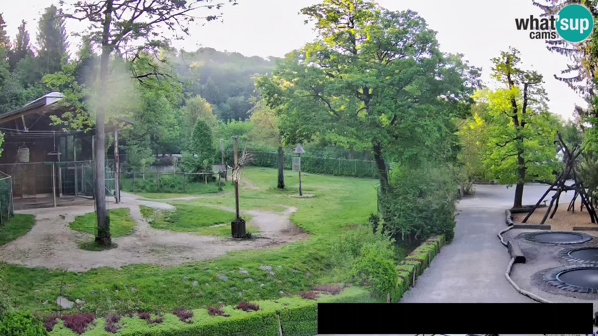 Webcam Zoo Ljubljana – Jirafas