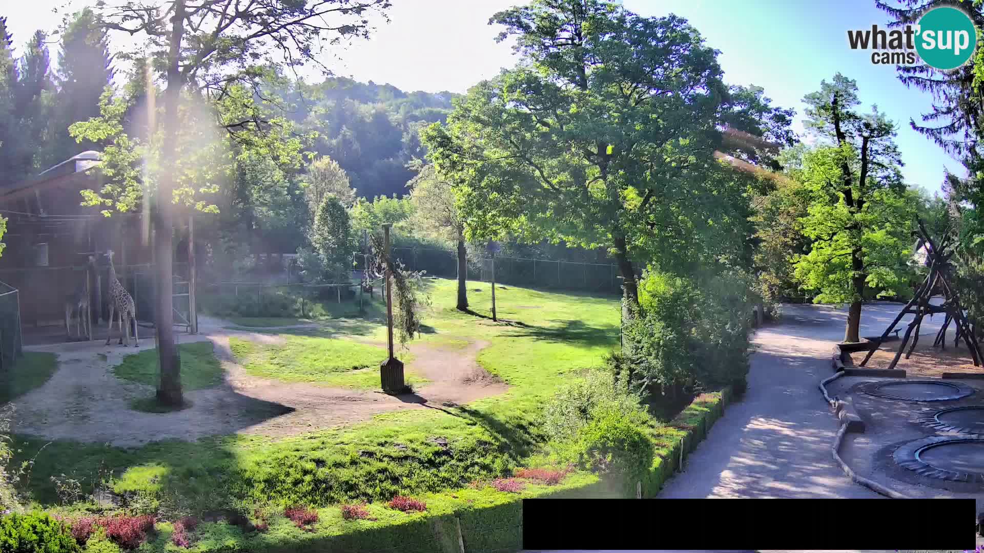 Webcam Zoo Ljubljana – Jirafas