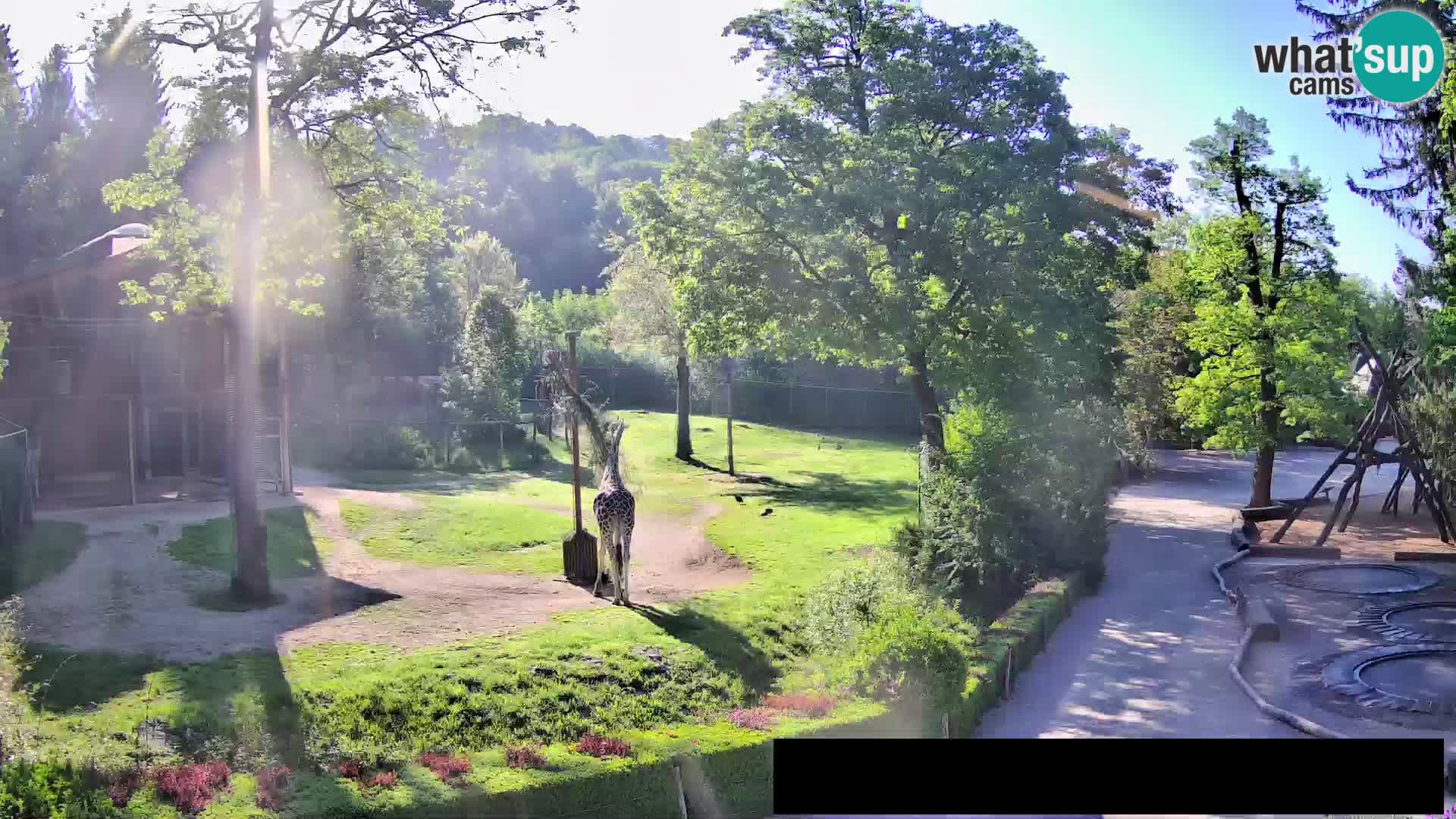 Web kamera Zoo Ljubljana – Žirafe