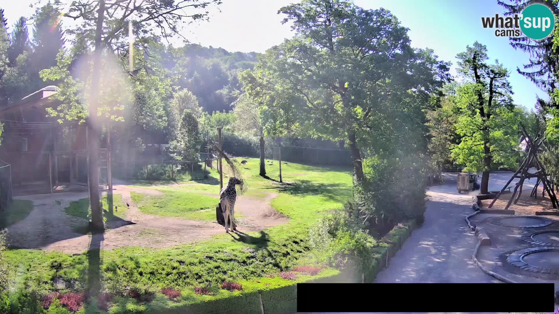 Webcam Zoo Ljubljana – Giraffen