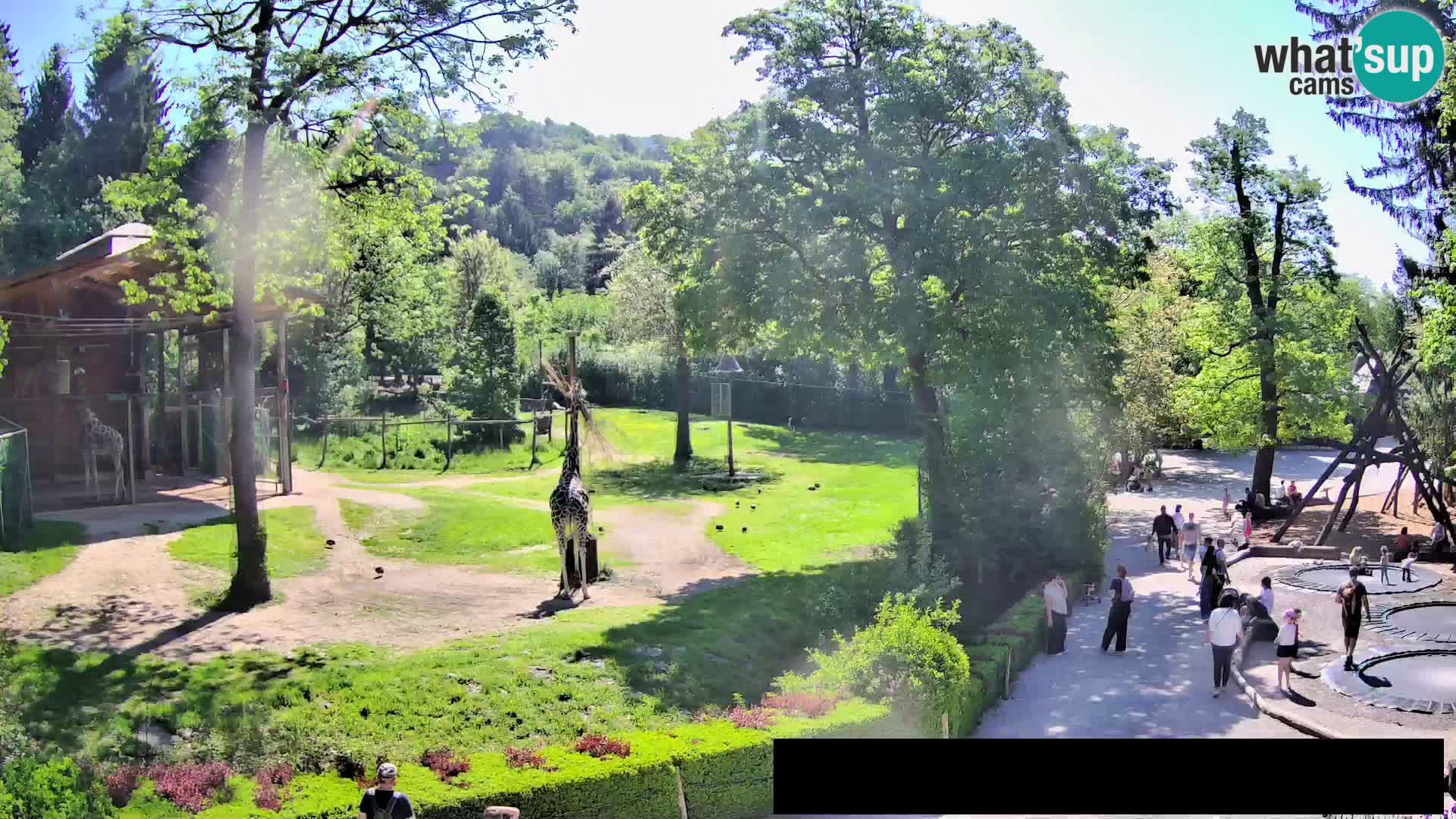 Webcam Zoo Ljubljana – Giraffes