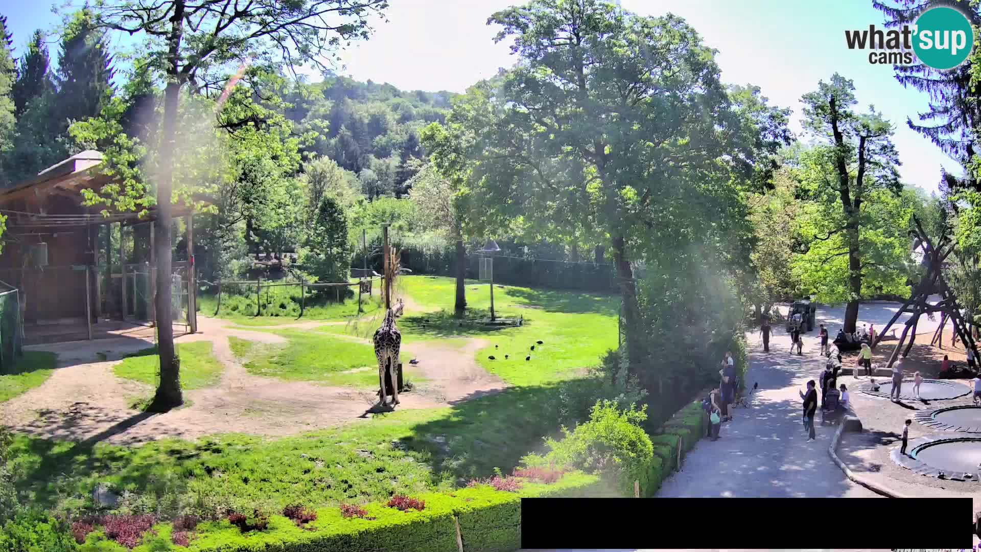 Webcam Zoo Ljubljana – Giraffen
