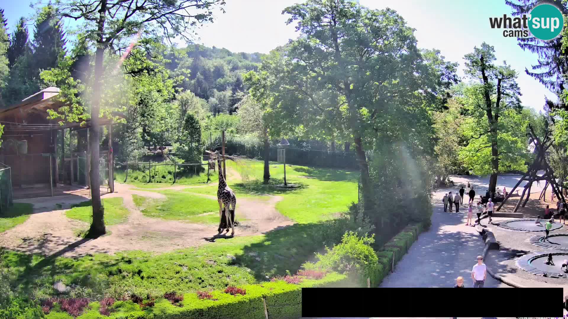Webcam live Zoo Lubiana – Giraffe