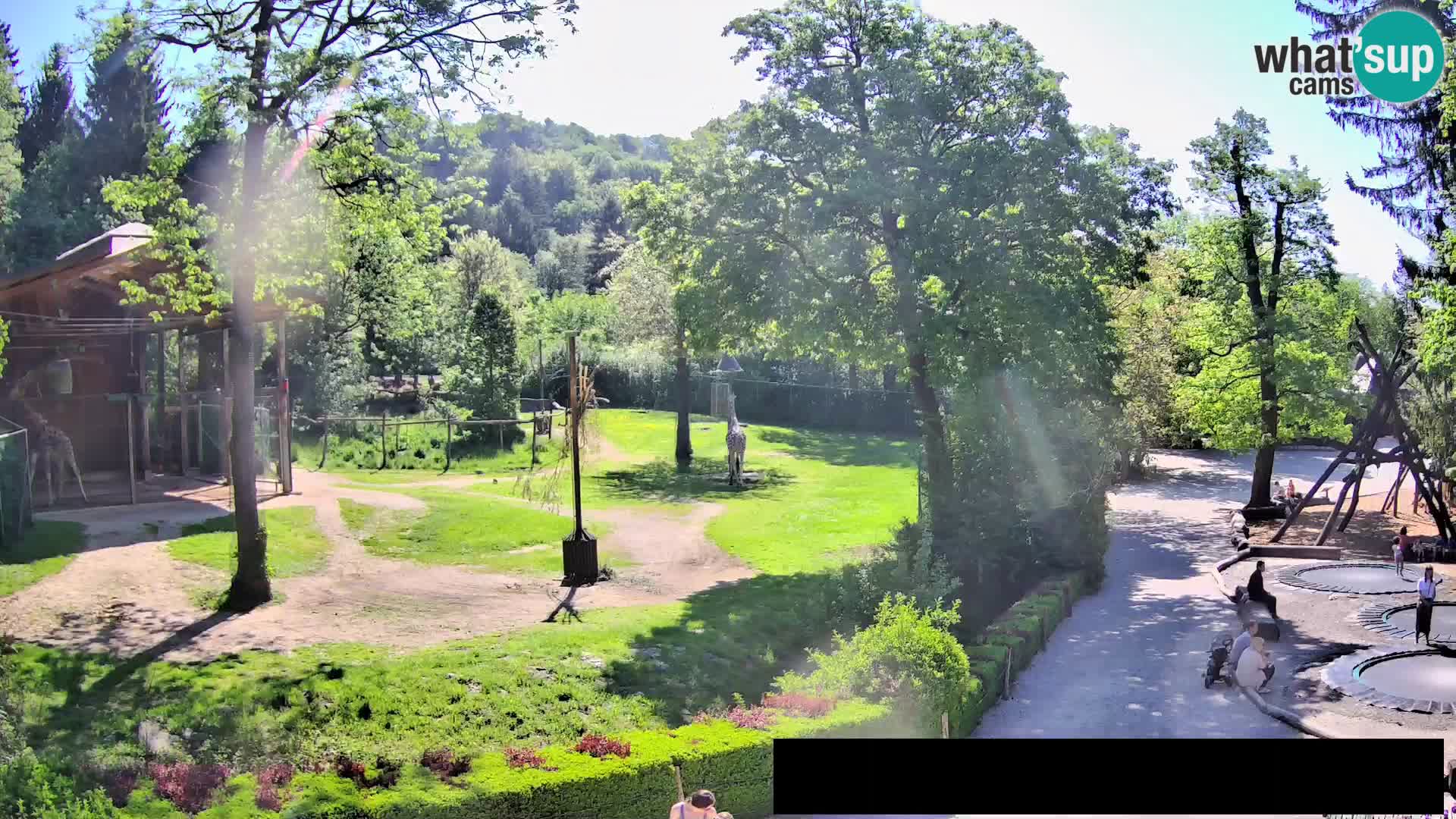 Web kamera Zoo Ljubljana – Žirafe