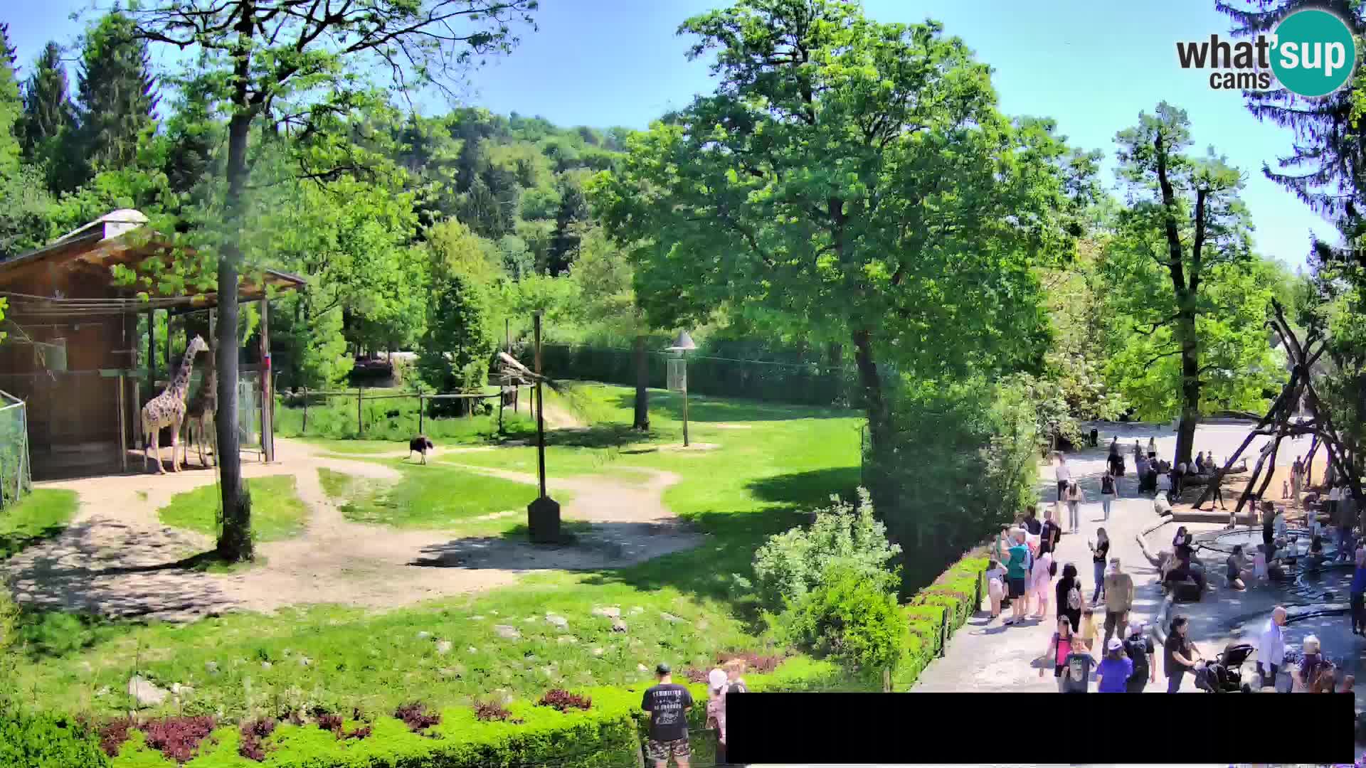 Webcam Zoo Ljubljana – Jirafas
