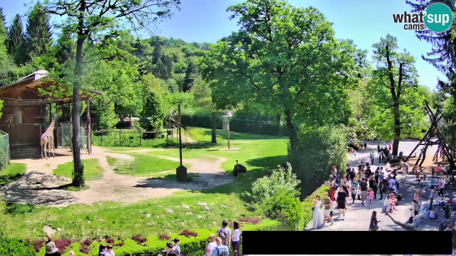 Webcam Zoo Ljubljana – Giraffen