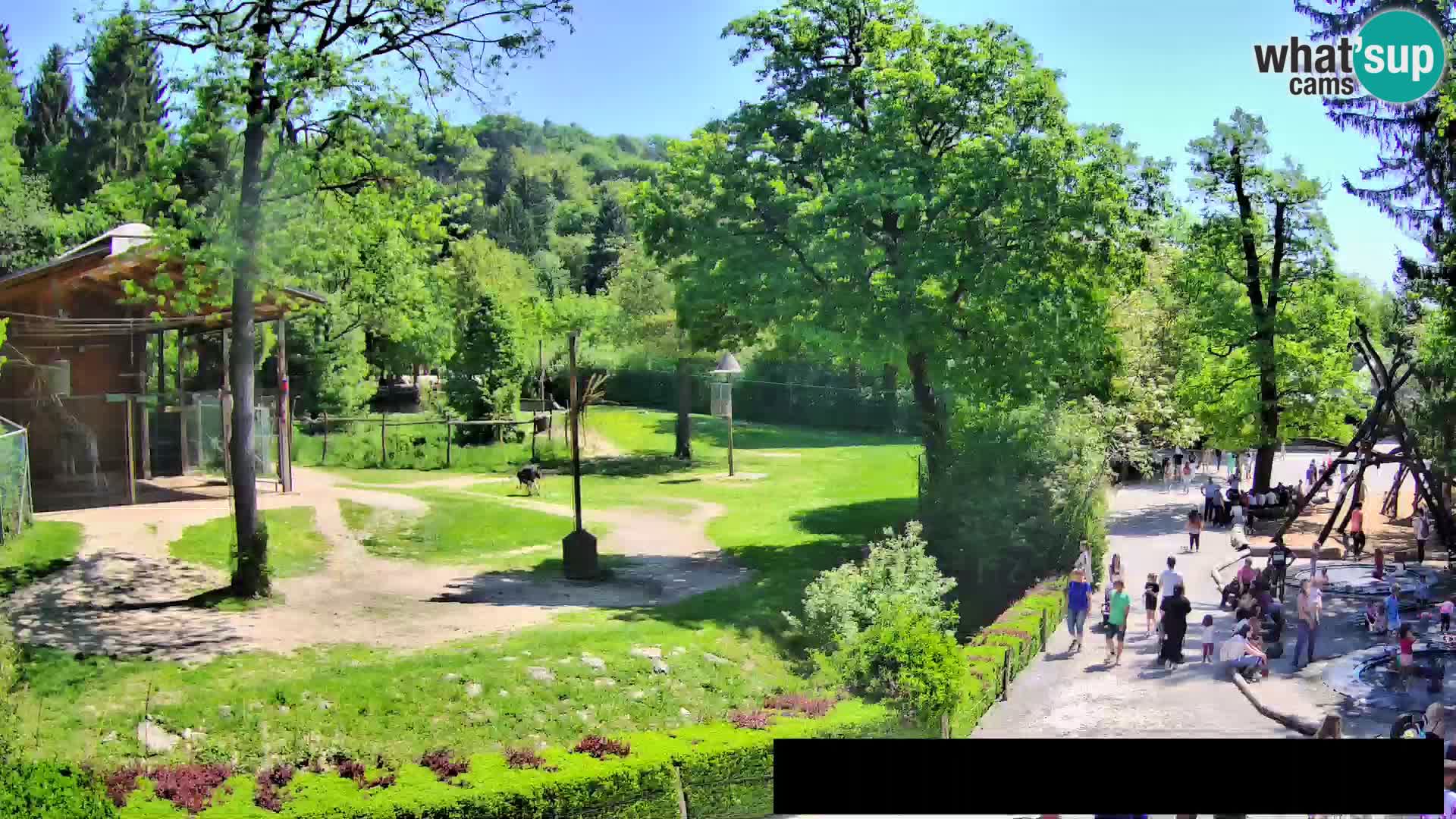 Webcam Zoo Ljubljana – Giraffes