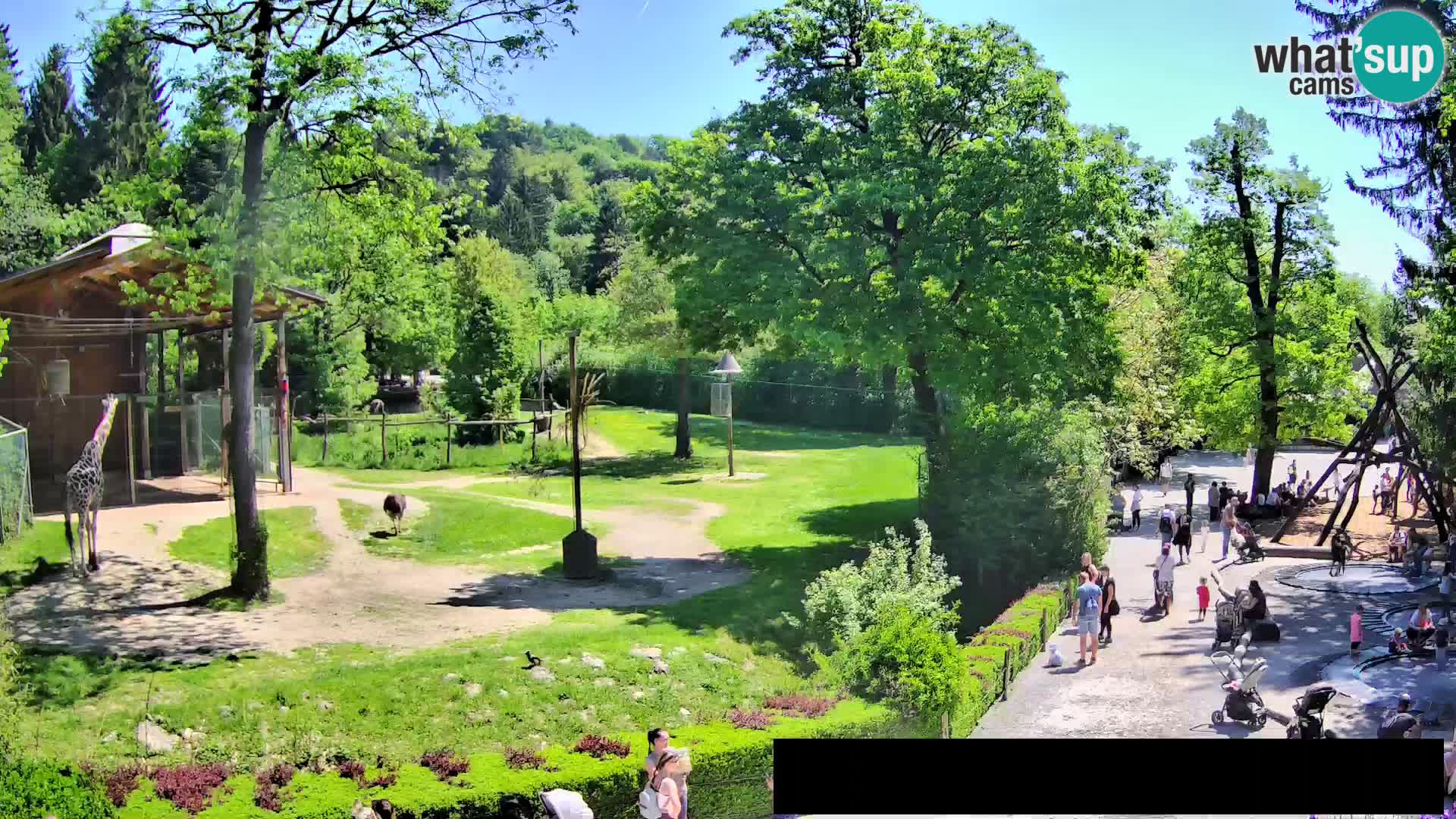 Webcam live Zoo Lubiana – Giraffe