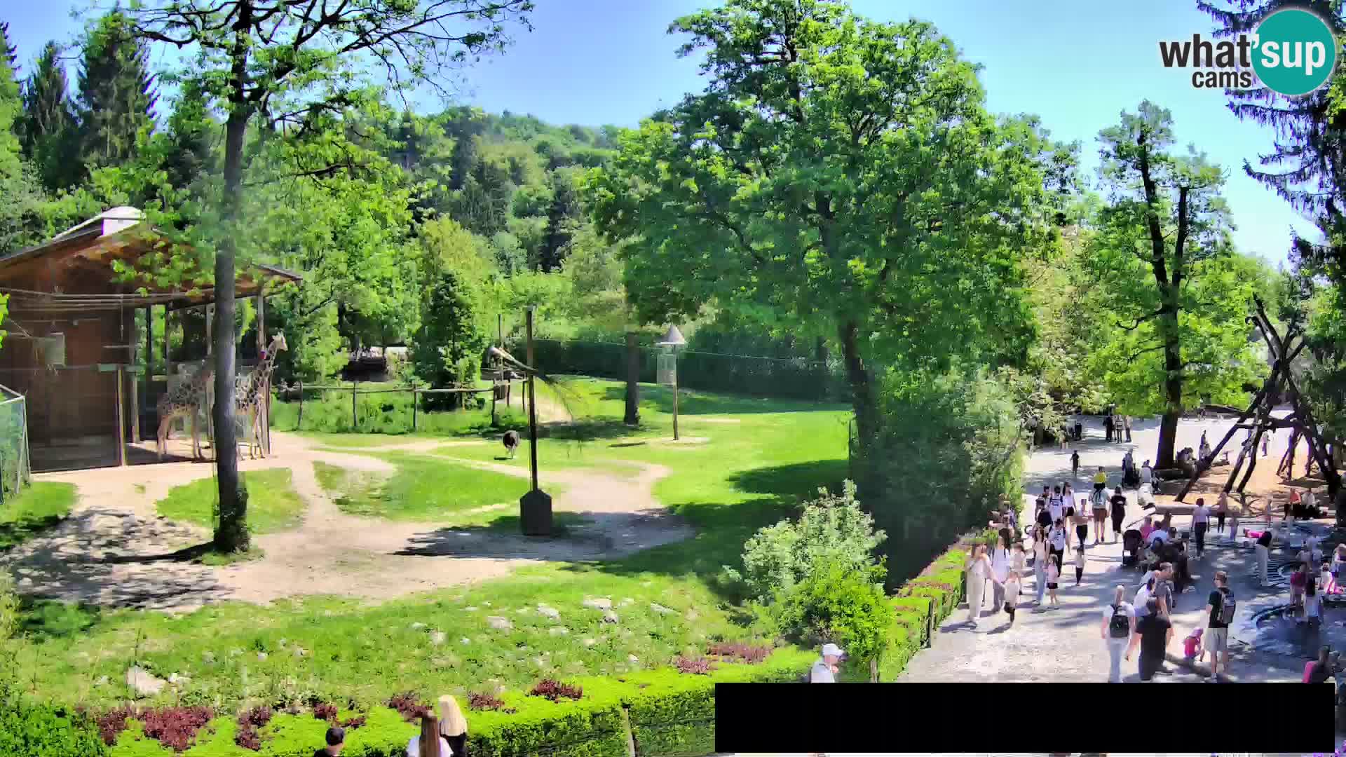 Webcam Zoo Ljubljana – Giraffen