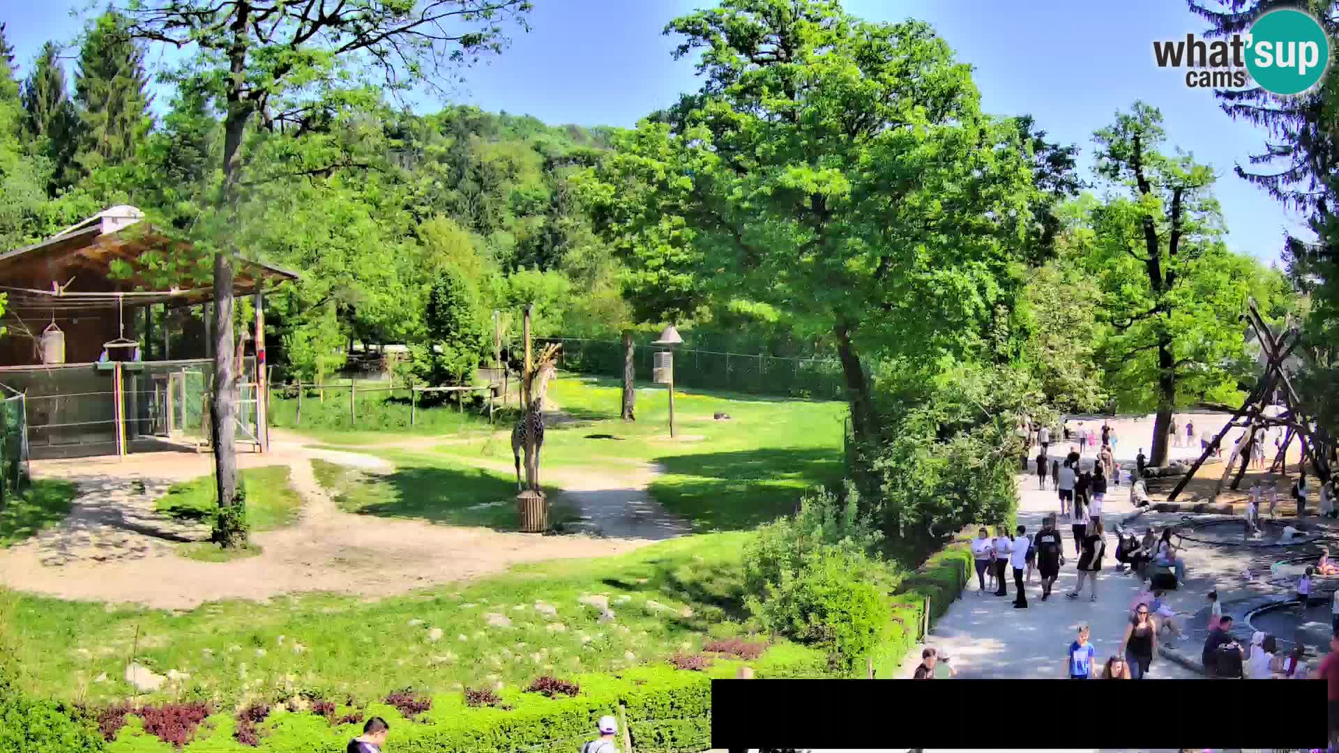 Webcam Zoo Ljubljana – Giraffes