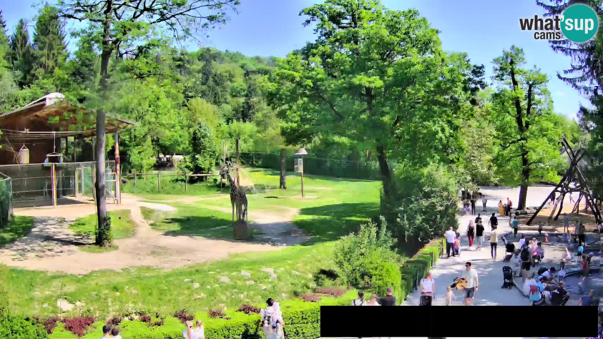 Webcam Zoo Ljubljana – Giraffen