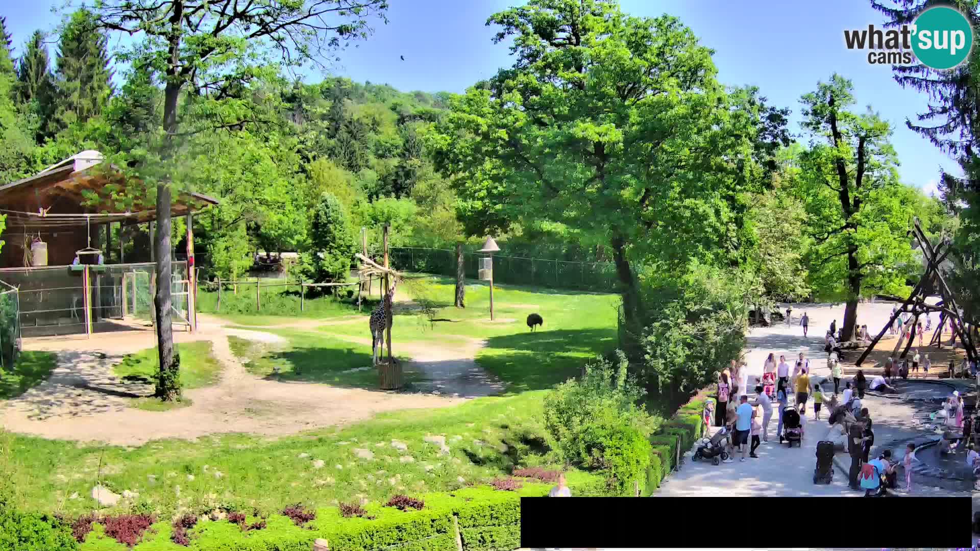 Webcam Zoo Ljubljana – Giraffen