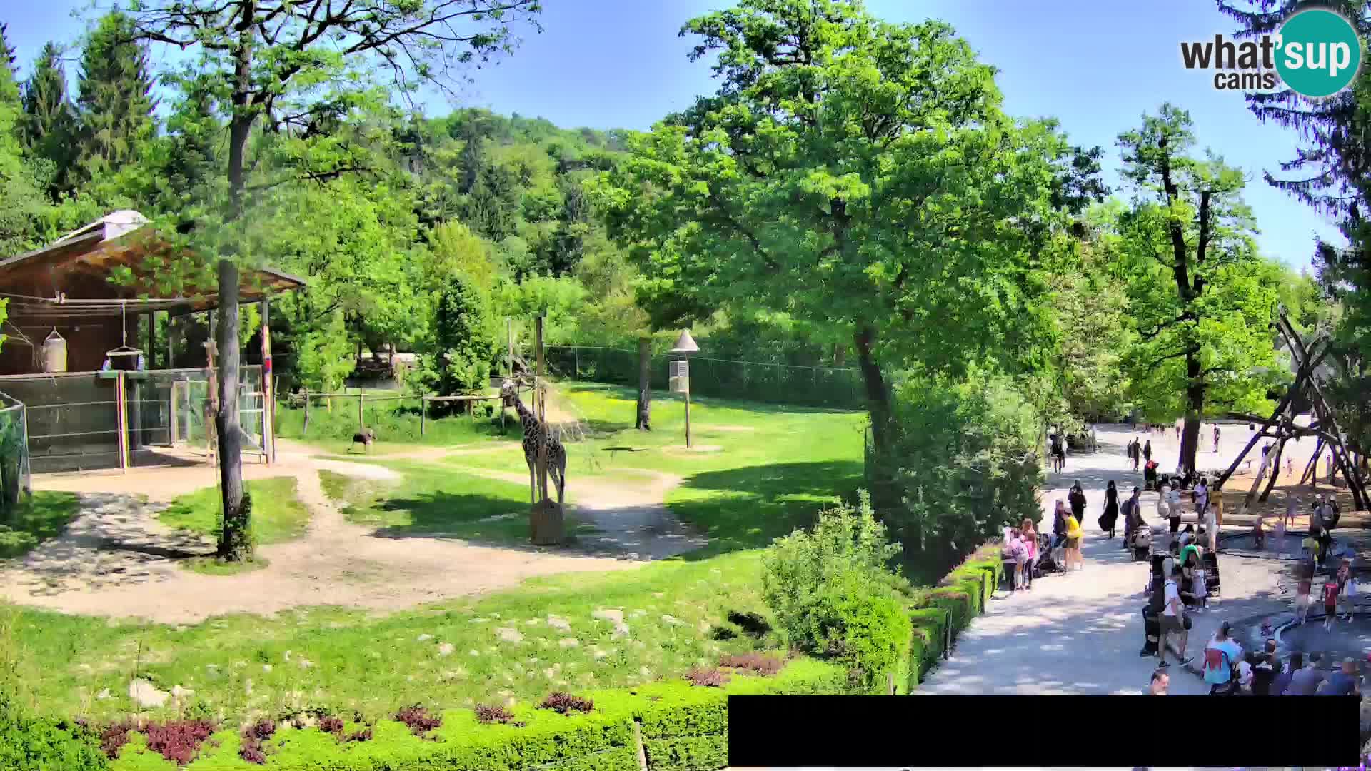 Webcam Zoo Ljubljana – Giraffes