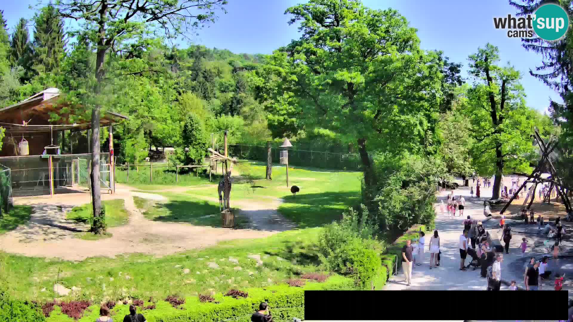 Webcam Zoo Ljubljana – Jirafas