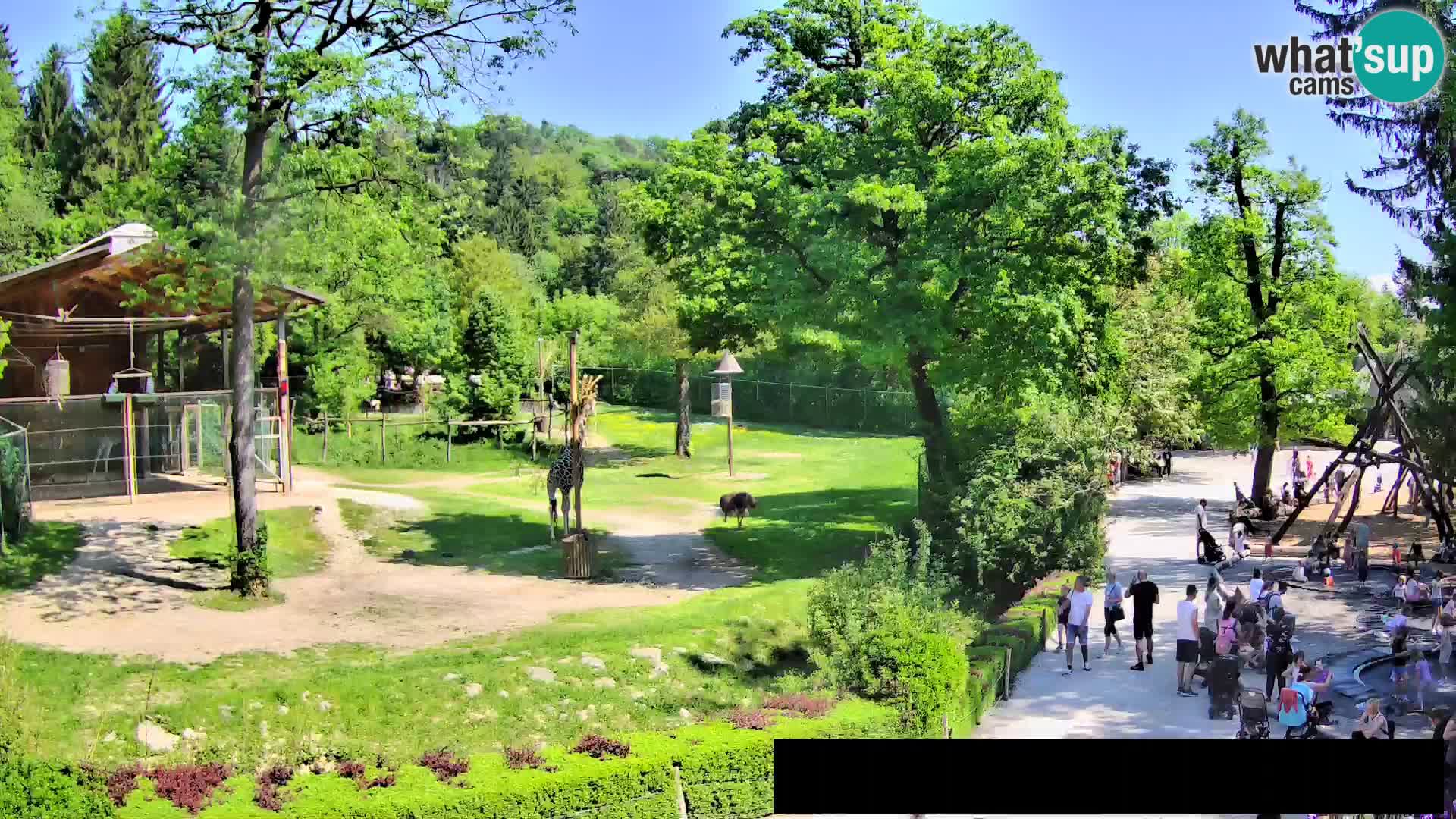 Webcam Zoo Ljubljana – Giraffes