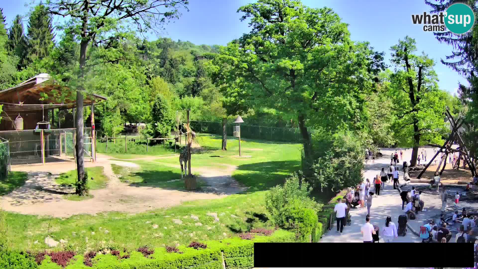 Webcam Zoo Ljubljana – Giraffen