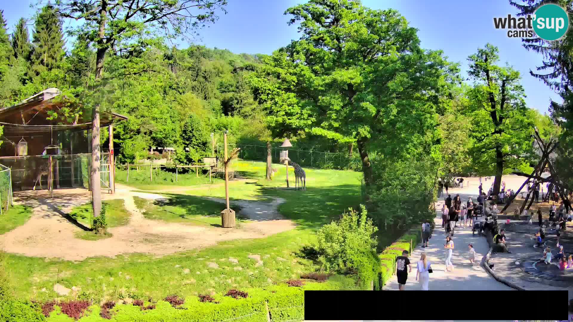 Webcam Zoo Ljubljana – Giraffes
