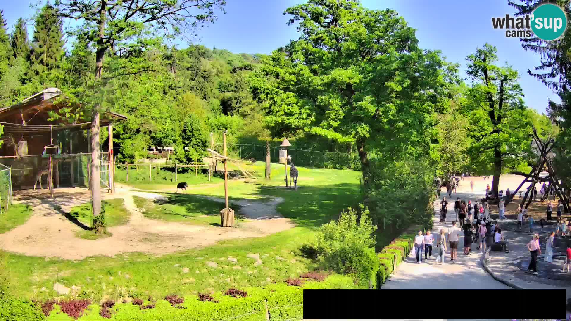 Web kamera Zoo Ljubljana – Žirafe