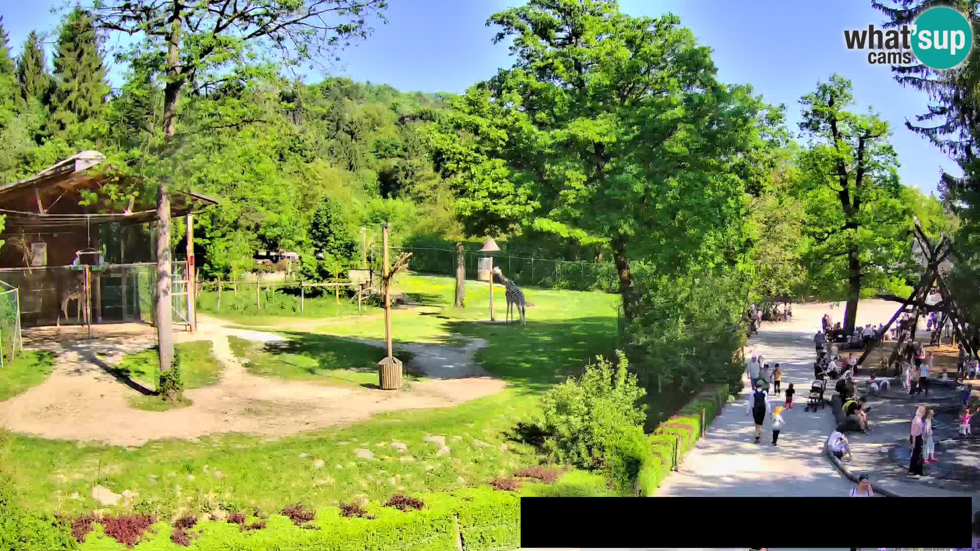 Web kamera Zoo Ljubljana – Žirafe