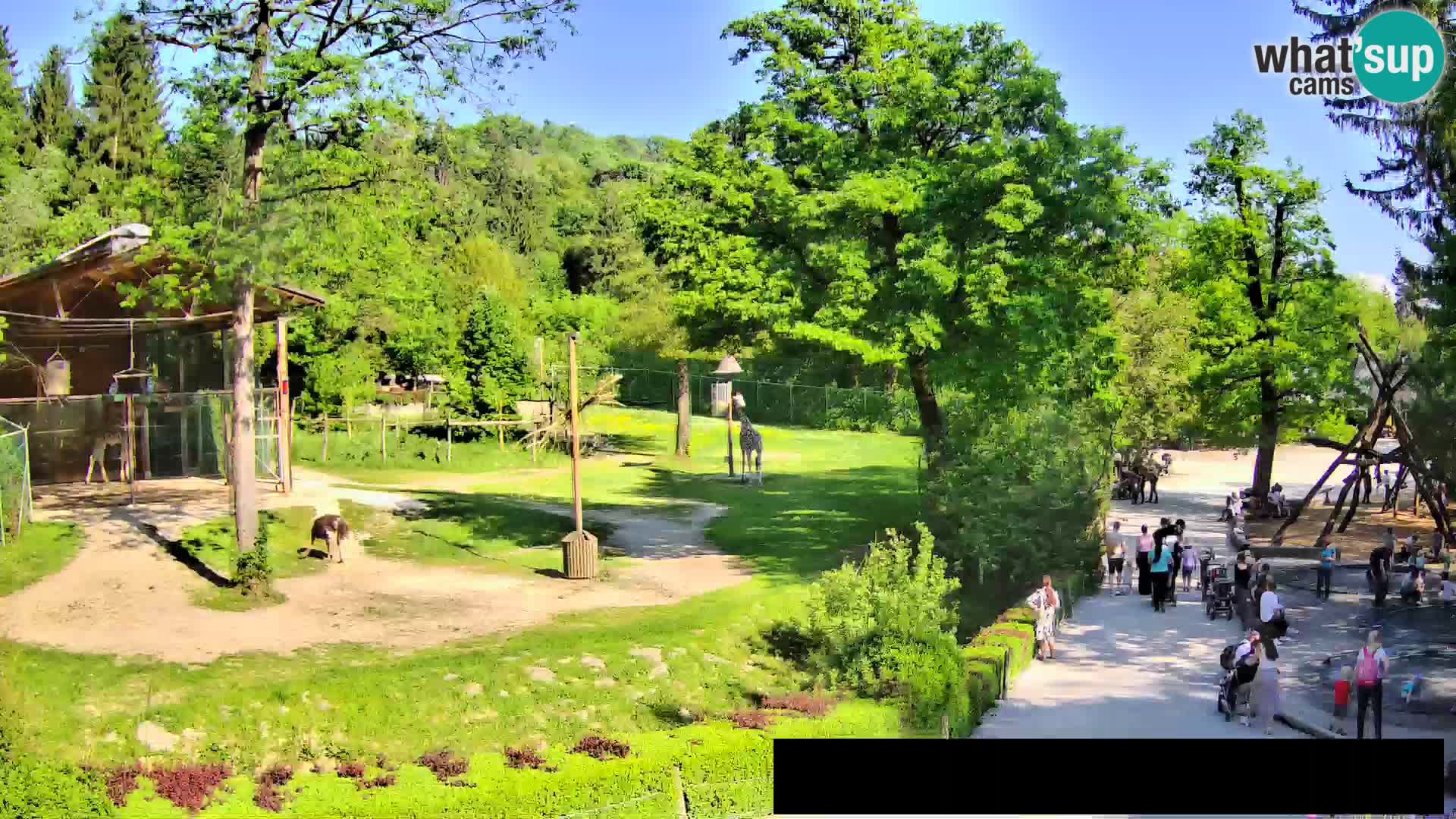 Webcam live Zoo Lubiana – Giraffe