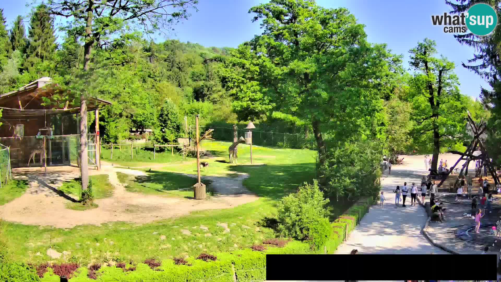 Webcam live Zoo Lubiana – Giraffe