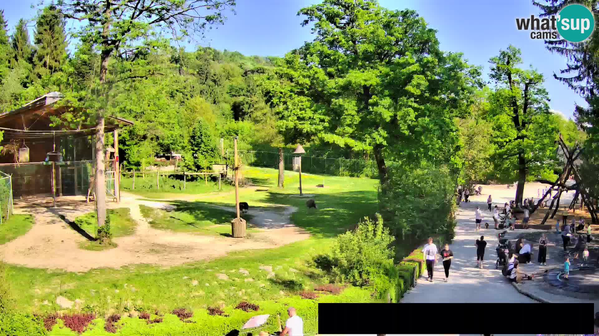 Web kamera Zoo Ljubljana – Žirafe