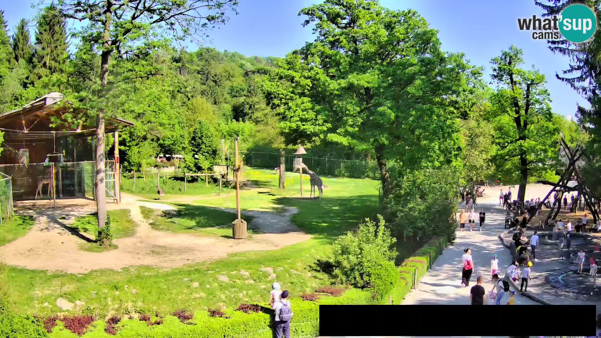 Webcam Zoo Ljubljana – Giraffen