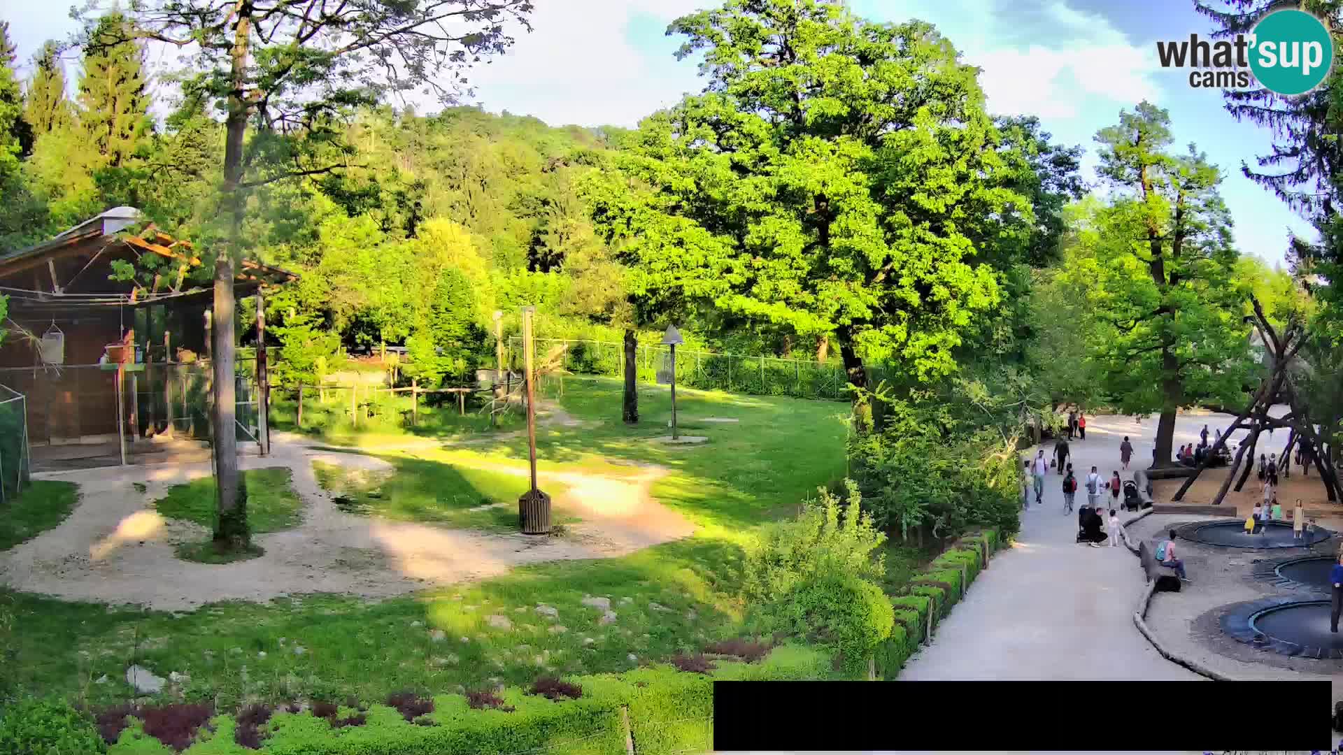 Webcam Zoo Ljubljana – Giraffen
